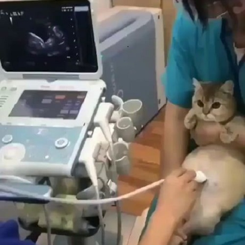 Mèo đang được bác sĩ siêu âm kiểm tra thai kỳ tại phòng khám thú y