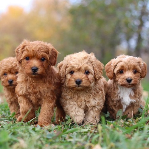 Đàn chó Poodle con dễ thương chạy trên bãi cỏ.