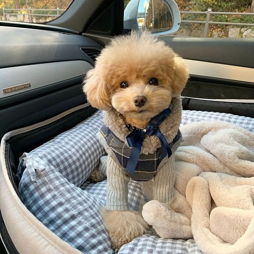 Chó Poodle mặc áo len sang trọng, ngồi trên ghế xe hơi.