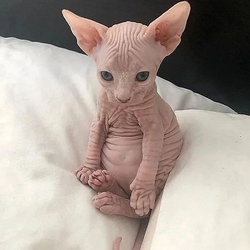 Mèo không lông Sphynx với làn da nhăn và dáng ngồi ngộ nghĩnh
