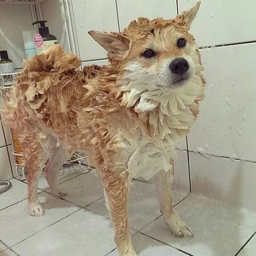 Chó Shiba Inu đang được tắm gội