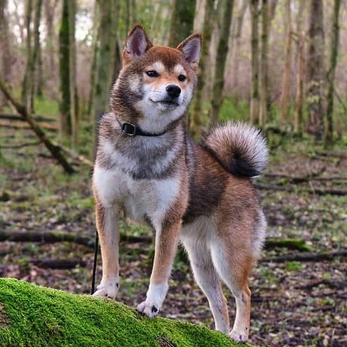 Chó Shiba Inu màu vừng đứng trong rừng rậm rạp
