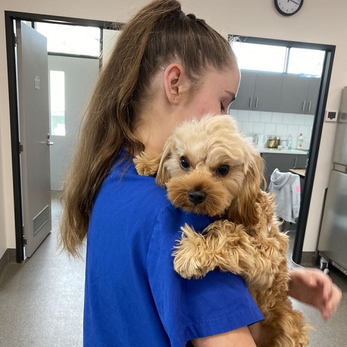 Bác sĩ thú y kiểm tra tình trạng mang thai của chó Poodle.