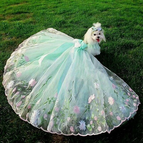 Chó Poodle diện váy công chúa lộng lẫy màu xanh pastel.