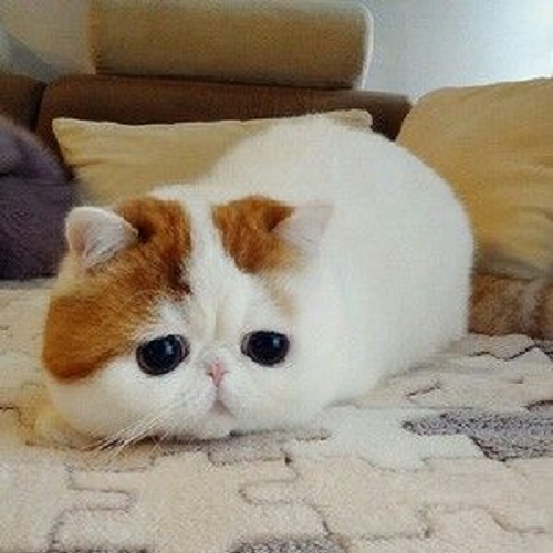 Mèo Ba Tư lông ngắn mặt tịt màu trắng vàng với đôi mắt to tròn buồn
