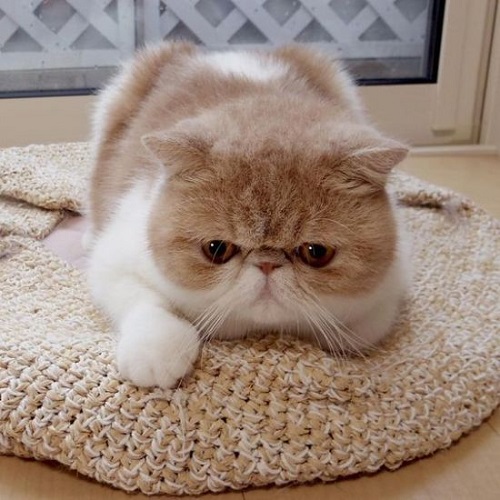 Mèo Anh lông ngắn mặt tịt nằm trên tấm thảm len tròn