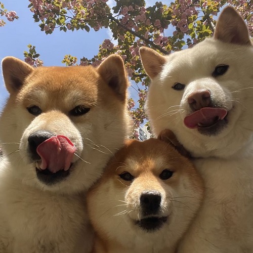 Ba chú chó Shiba Inu nhập khẩu từ Nhật Bản với biểu cảm dễ thương, liếm môi dưới tán hoa anh đào