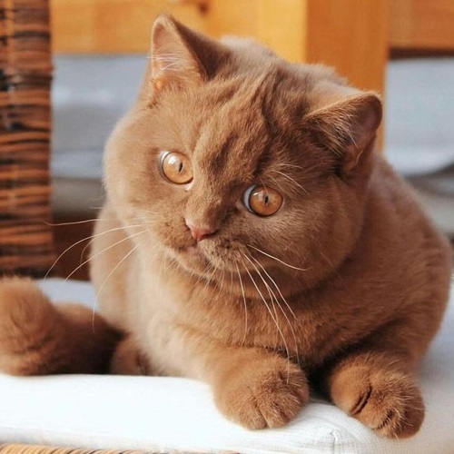 Mèo Anh lông ngắn màu Cinnamon nằm trên đệm trắng với bộ lông nâu quế mịn và đôi mắt cam sáng rực.