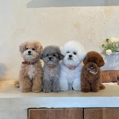 Bốn chú chó Poodle với các màu lông khác nhau ngồi cạnh nhau đáng yêu.
