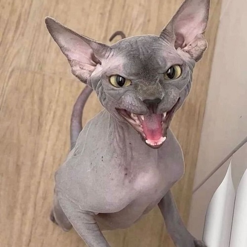 Mèo Sphynx không lông đang há miệng trông dữ dằn nhưng đáng yêu