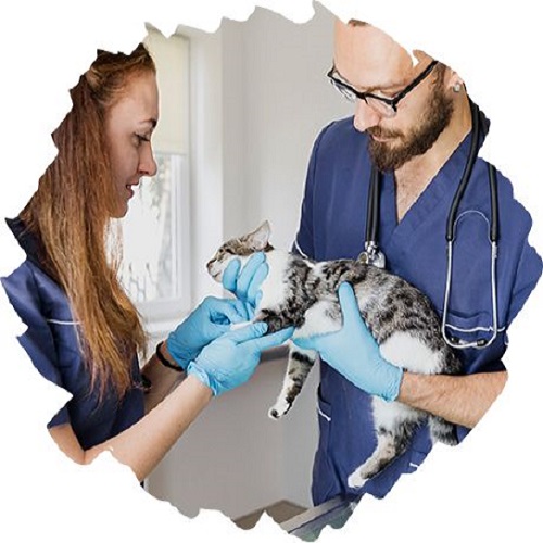 Bác sĩ thú y kiểm tra sức khỏe cho mèo với sự hỗ trợ từ đồng nghiệp