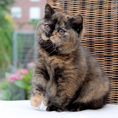 Mèo Anh lông ngắn Black Tortie con với bộ lông đồi mồi pha cam đen và biểu cảm đáng yêu.