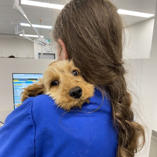 Chó Poodle ôm bác sĩ thú y trong phòng khám.