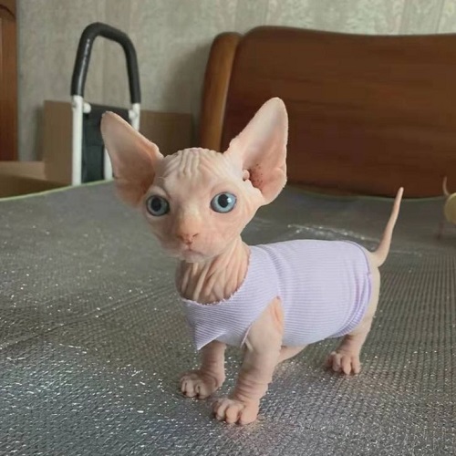 Mèo Sphynx không lông mặc áo trắng đứng trên bàn