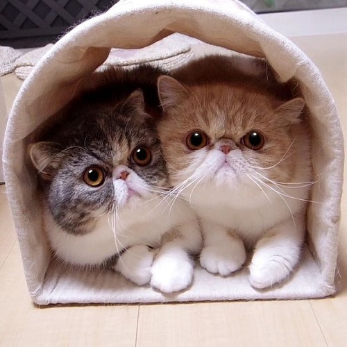 Hai mèo Exotic mặt tịt nằm sát nhau trong lều vải nhỏ