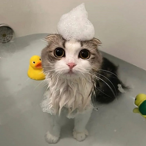 Mèo đang tắm bọt xà phòng với tạo hình dễ thương và đồ chơi vịt vàng trong bồn tắm