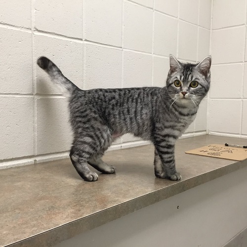 Mèo Anh lông ngắn lai ta tabby xám đứng trên kệ tường