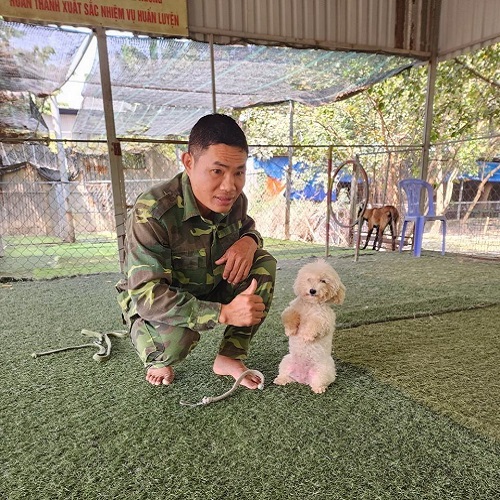 Huấn luyện chó Poodle đứng bằng hai chân cùng huấn luyện viên tại trại huấn luyện.