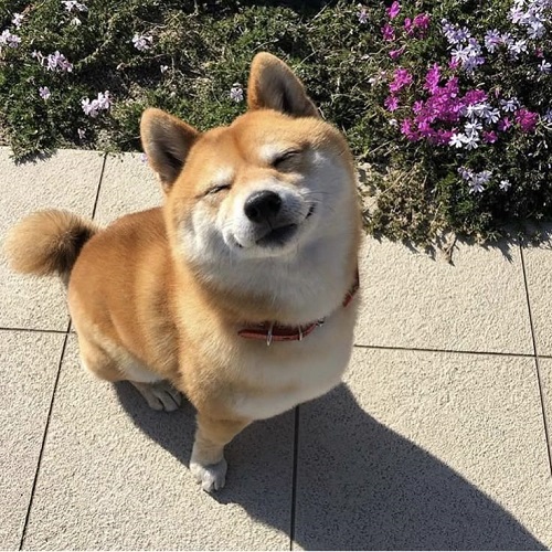 Chó Shiba Inu cười híp mắt ngoài sân, với biểu cảm vui vẻ độc đáo và đáng yêu