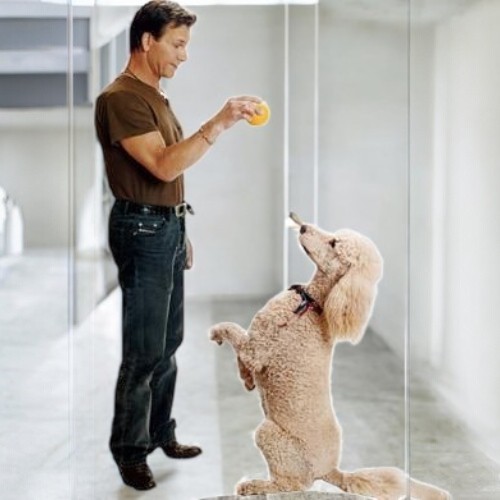 Chó Poodle Standard đang được huấn luyện bởi chủ nhân.