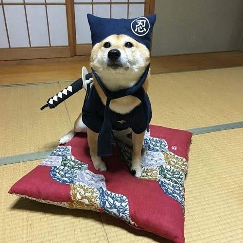 Chó Shiba Inu mặc đồ ninja ngồi trên đệm Nhật, hình ảnh Shiba giang hồ siêu dễ thương