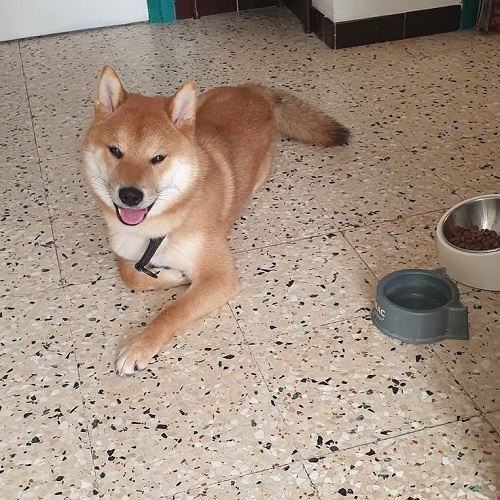 Shiba Inu vàng pha đen nằm thư giãn trong nhà