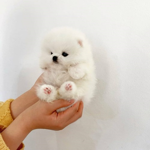 Chó Phốc Sóc Teacup trắng nhỏ xíu nằm gọn trong lòng bàn tay