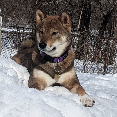 Chó Shiba Inu sable nằm trên tuyết giữa mùa đông