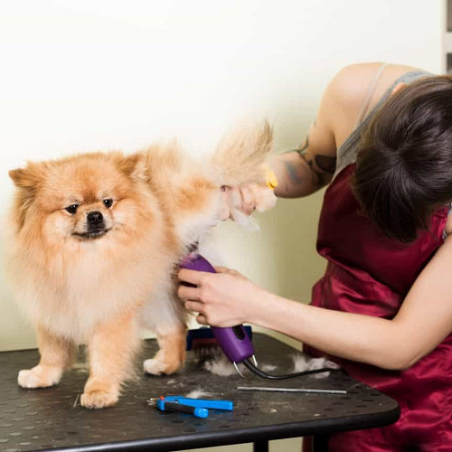 Cạo lông cho chó tại nhà.
