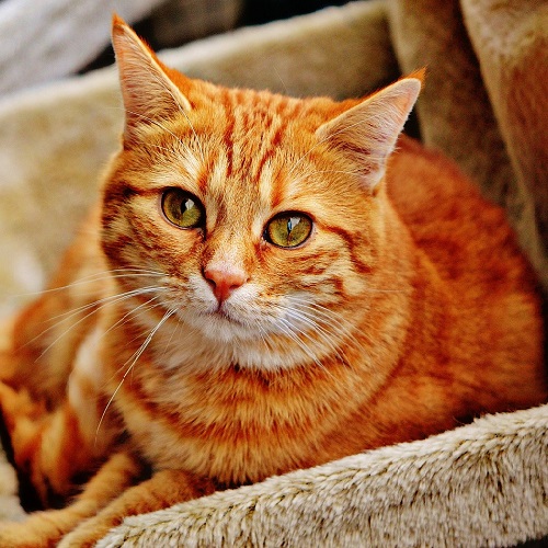 Mèo Anh lông ngắn lai ta màu vàng cam với họa tiết tabby rõ nét