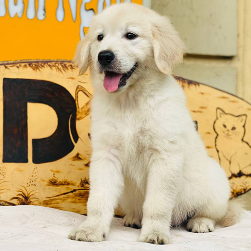 Chó Golden Anh con màu kem nhạt, dáng ngồi đẹp, thân hình săn chắc và khuôn mặt hiền lành