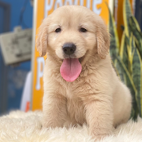 Chó Golden con lông vàng nhạt ngồi trên thảm trắng, vẻ ngoài lanh lợi, dễ thương