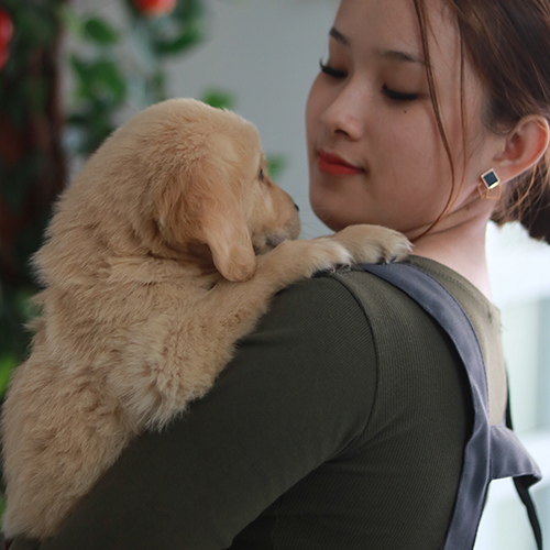 Cô gái ôm chó Golden con, chăm sóc và vệ sinh lông cho cún cưng thân thiết