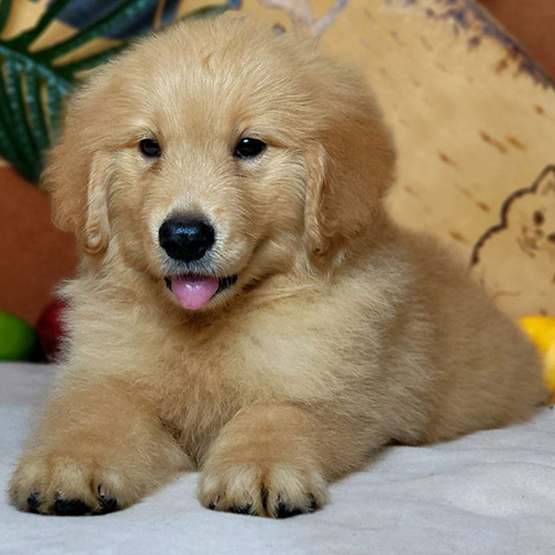 Chó Golden Mỹ con lông vàng sẫm, cơ thể to khỏe, biểu cảm lanh lợi và đáng yêu
