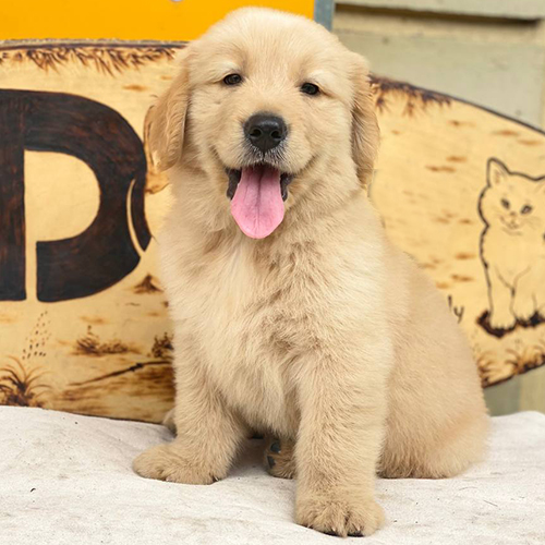 Chó Golden Retriever con thuần chủng lông vàng óng, ngồi cười dễ thương