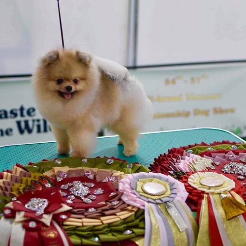 Chó Phốc Sóc màu cam sable nổi bật cùng bộ sưu tập giải thưởng tại Dogshow
