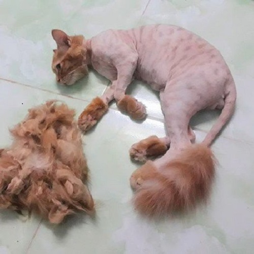 Mèo sau khi cạo lông nằm nghỉ cạnh đống lông cũ rụng mùa thay lông