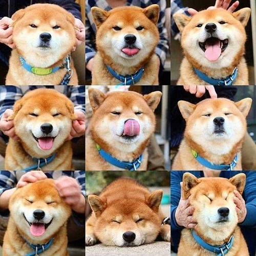 Chó Shiba Inu nhập khẩu từ Nhật Bản với 9 biểu cảm hài hước, dễ thương tại Chomeocanh.com