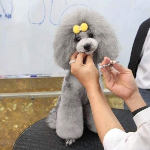 : Poodle xám được chải chuốt chuyên nghiệp trước cuộc thi thú cưng.