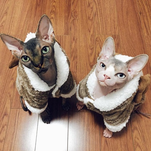 Hai mèo Sphynx mặc áo lông dễ thương ngồi trên sàn gỗ