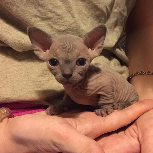 Mèo không lông Sphynx con nằm trong tay người