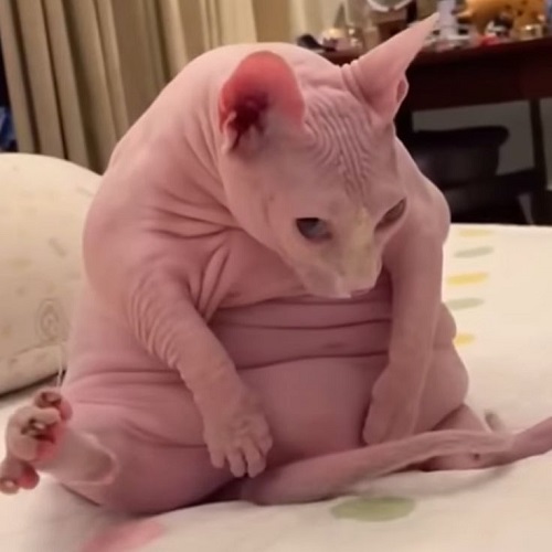 Mèo Sphynx trưởng thành không lông với dáng ngồi