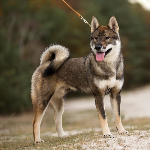 Chó Shiba Inu màu Seasame hiếm gặp