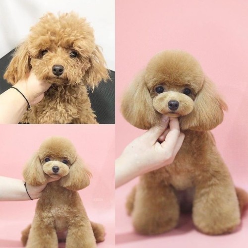 Chó Poodle trước và sau khi được cắt tỉa và chăm sóc lông chuyên nghiệp.