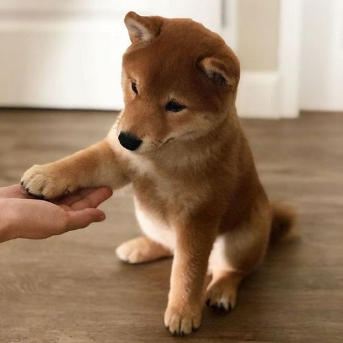 Chó Shiba Inu con giơ tay bắt tay chủ nhân, được khen thưởng sau khi làm đúng hành vi
