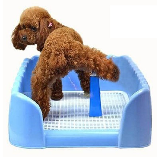 Khay vệ sinh cho chó Poodle với thiết kế lưới chống tràn, tiện lợi, sạch sẽ, giúp huấn luyện cún đi vệ sinh đúng chỗ.