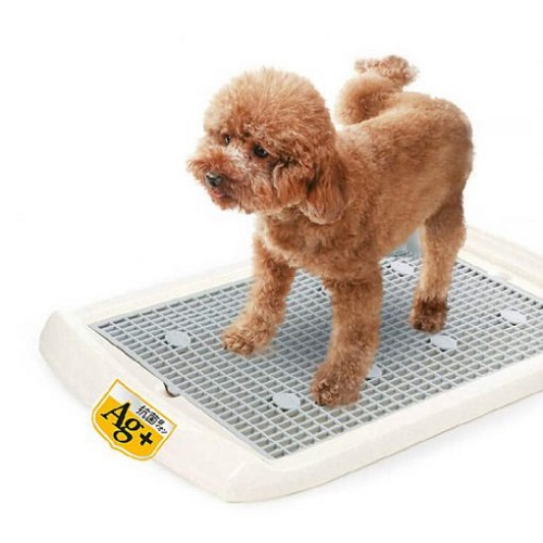 Khay vệ sinh cho chó Poodle giúp huấn luyện cún đi vệ sinh đúng chỗ, dễ dàng làm sạch và giữ không gian luôn khô ráo.
