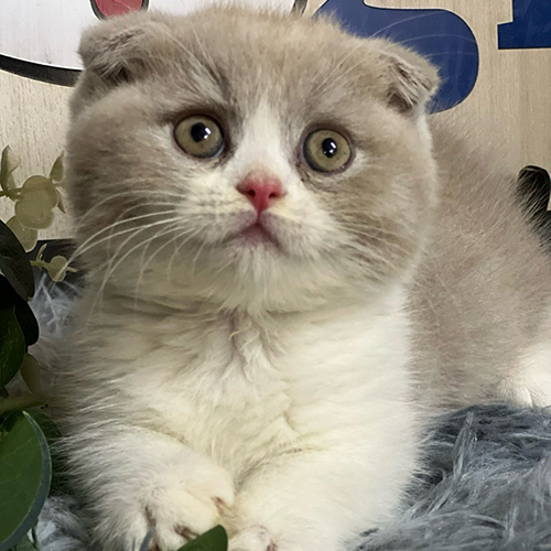 Mèo Munchkin Scottish màu Biliac với đôi mắt to tròn đáng yêu.