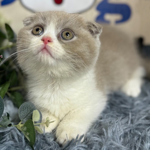 Mèo Scottish Fold tai cụp màu Bi Lilac đáng yêu với đôi mắt to tròn.