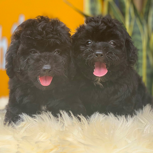 Hai chú chó Poodle đen đáng yêu với bộ lông xoăn bóng mượt.